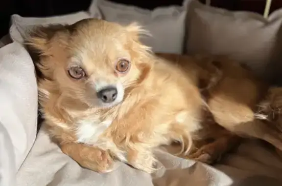 Собаки потеряшки, Санкт-Петербург, фото: Потеряшка собака, ул. Кржижановского, 17