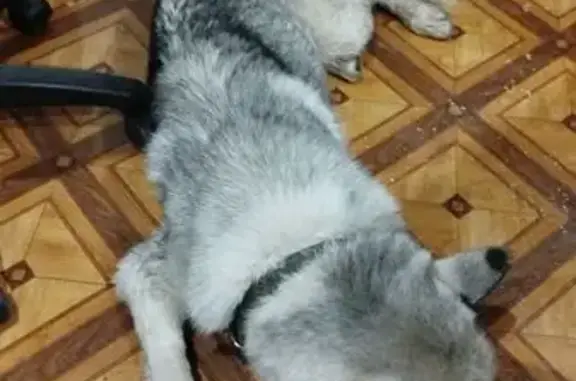 Пропала собака, 