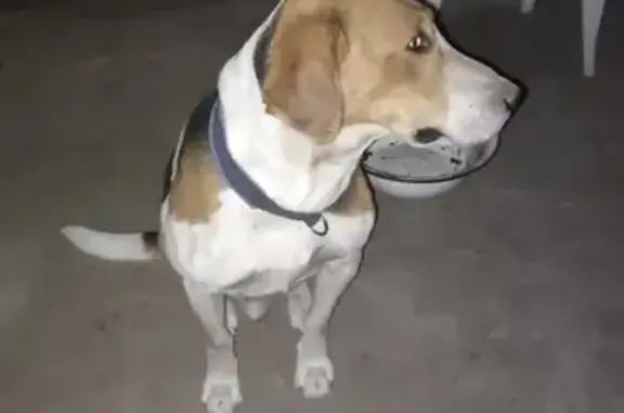 Пропала собака, Донская ул., Берёзовская