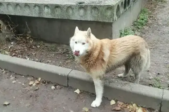 Найдена собака, Калуга, фото: Собака найдена: Октябрьская ул. 20, Калуга
