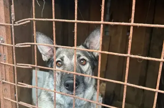 Пропала собака в Горельском лесхозе