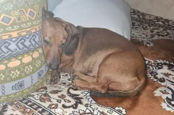 Найдена собака, Ярославская область, фото: Такса найдена в кооперативе 