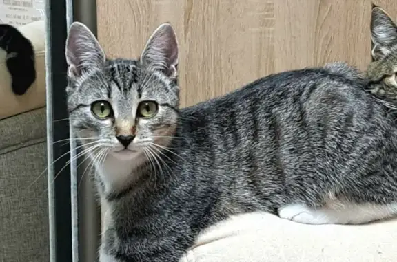 Пропала кошка Буся, ул. Амелина, 26, Калуга