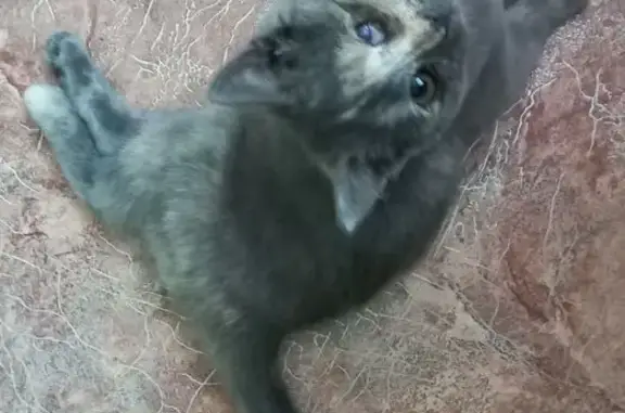 Найдена кошка, Абаза, фото: Кошка найдена, ул. Кулакова, 131Г, Абаза