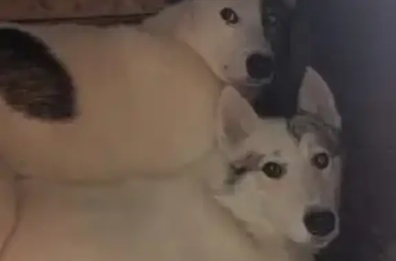 Пропала собака, ул. Чехова 435, Нск