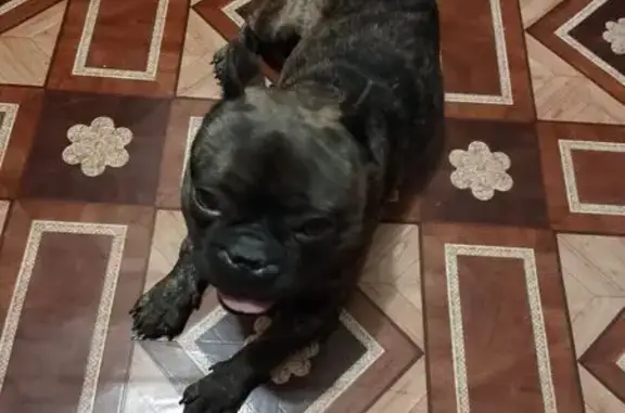 Найдена собака, Приволжский, фото: Собака найдена на ул. Приволжский, 3