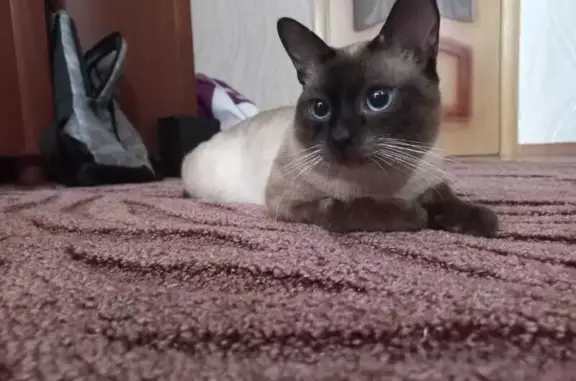 Пропала кошка, ул. Спартака, Калуга