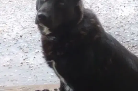 Собаки потеряшки, , фото: Потеряшка собака, Большие Дворы, МО