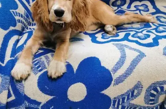 Найдена собака, Улан-Удэ, фото: Щенок спаниеля найден: Батожабая, 6