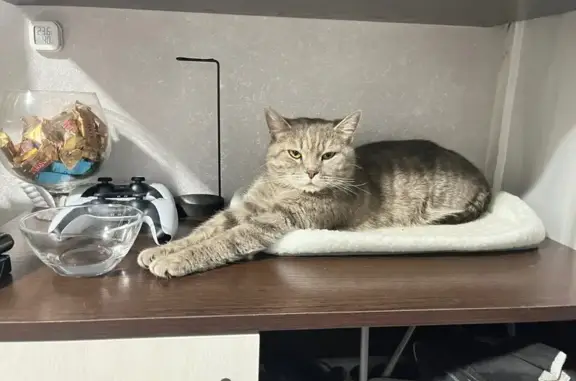 Найдена кошка, ЗАТО Железногорск, фото: Кошка найдена: Цветочная (СТ № 20)