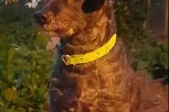 Пропала собака, ул. Ильича, Н. Тагил