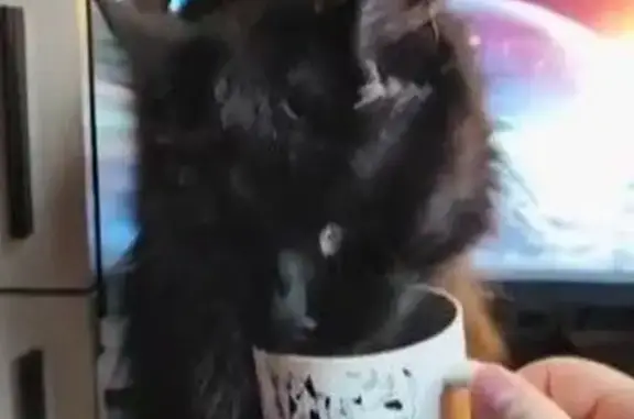 Найден черный мейн кун, Митинская ул., Москва