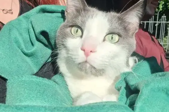 Пропала кошка, 1-й Высокий пр., 27, Саратов