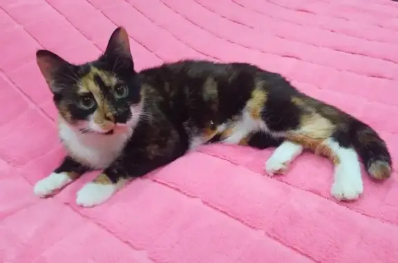 Найденные животные Вологда, фото: Кошка найдена: Козлёнская 130А, Вологда