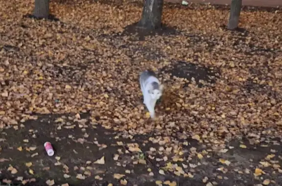 Найдена кошка, Москва, фото: Кот найден: Байкальская ул, 40/17, Москва