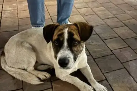 Собака найдена: ул. Булгакова, 6, Краснодар