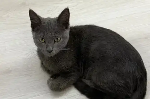 Кошка найдена: пл. Поликарпова, Орёл