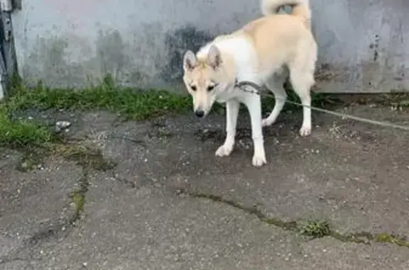 Собаки потеряшки, Свердловская область, фото: Собака пропала в лесу, Первоуральск