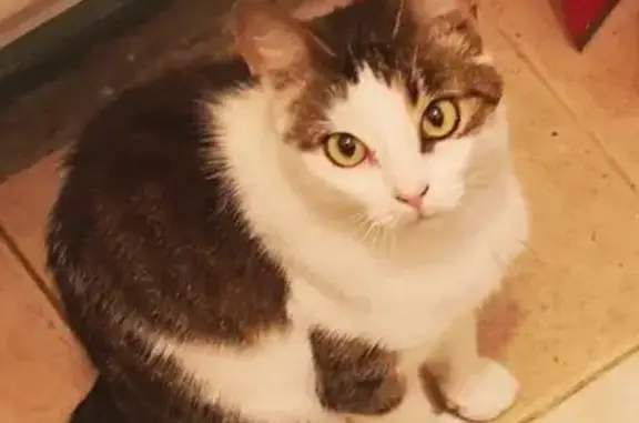 Пропала кошка на пр. Народного Ополчения