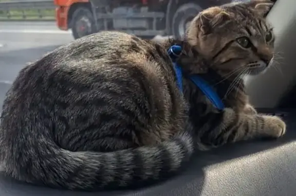 Пропала кошка, Пограничная 6, Петрозаводск