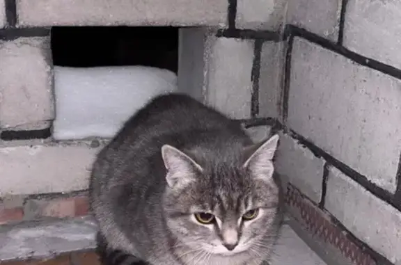 Найдена кошка, Карасук, фото: Кошка найдена у Пятерочки, Щорса 108