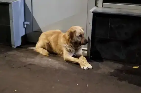 Собака найдена: ул. Воровского, Казань