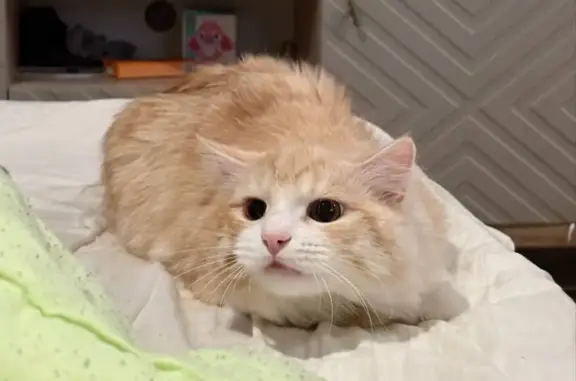 Кошки потеряшки, Златоуст, фото: Потеряшка кошка, Мебельная ул., Златоуст