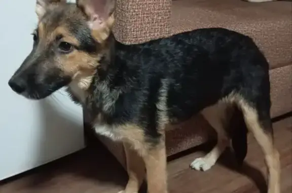 Найдена собака, Челябинск, фото: Щенок найден: Калининградская 21А, Челябинск