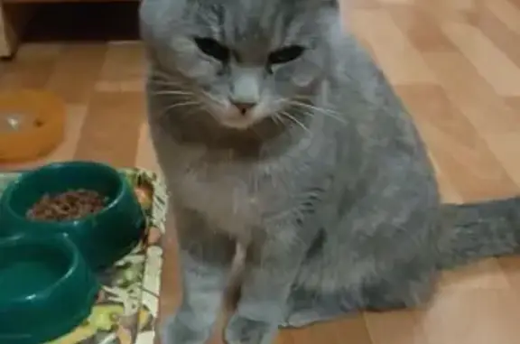 Кошка найдена на Немовской, 47, Оренбург