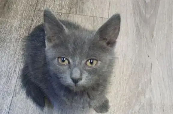 Пропала кошка, Советская ул., Лесной