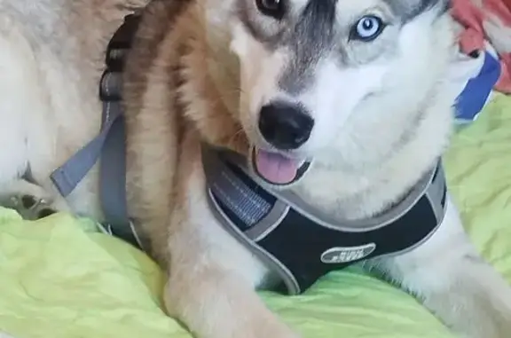 Пропала собака, 1-й Заводской пер. 2, Белгород