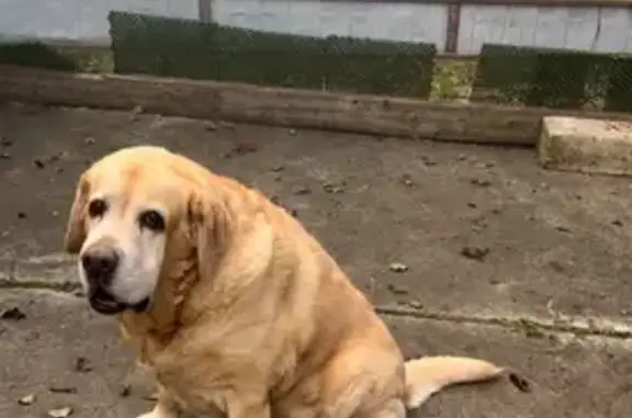 Пропала собака, Тишково, МО