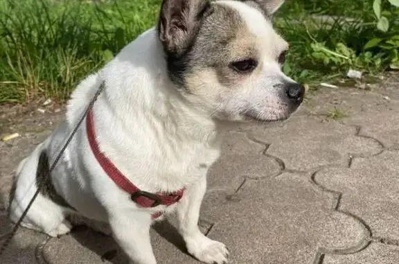 Пропала собака, Курская ул. 80/2, Железногорск