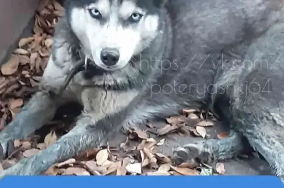 Пропала собака, п. Лесопильный, Саратов