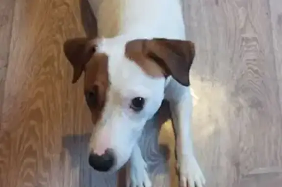 Собаки потеряшки, , фото: Потеряшка собака, Окраинная ул., 69, Орёл