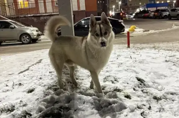 Собака найдена: Красный Путь, 103 к3, Омск