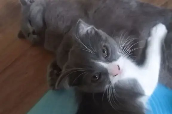 Пропала кошка на Заводской, 4А, Ростов-на-Дону