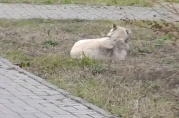 Найдена собака, Нижний Новгород, фото: Собака найдена на Родионова, 199, НН