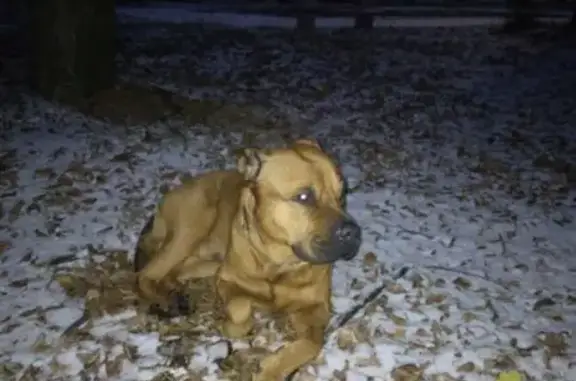 Найдена собака, Верхняя Пышма, фото: Найдена собака, ул. Победы, Верхняя Пышма