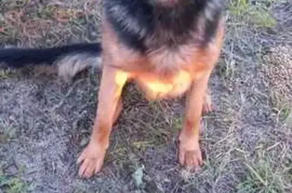 Найдена собака, Северный, фото: Собака найдена: Талдом, ул. Калинина, 25