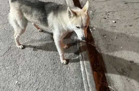 Найдена собака, Челябинск, фото: Найдена хаски, Шагольская ул., Челябинск