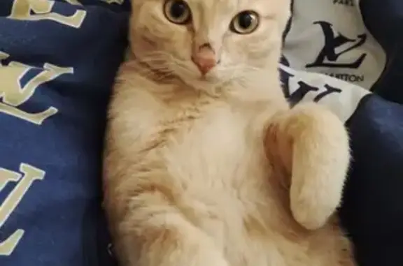 Кошки потеряшки, , фото: Потеряшка кошка, ул. 9 Января, 203, Ижевск