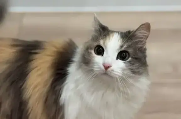 Найдена кошка, Ульяновск, фото: Нашли кошку, ул. Кирова 13, Ульяновск