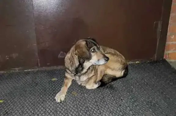 Найдена собака, Санкт-Петербург, фото: Собака найдена: Хасанская ул., СПб