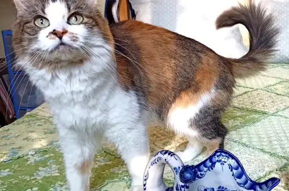 Кошки потеряшки, Москва, фото: Потеряшка кошка, Петровско-Разумовский пр.