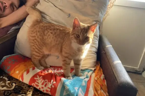 Найденные животные городской округ Новочеркасск, фото: Кошка найдена: Баклановский пр., 134