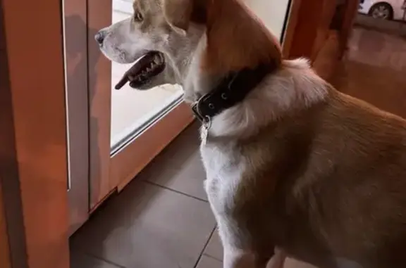 Собака найдена: Сормовская 204/6, Краснодар