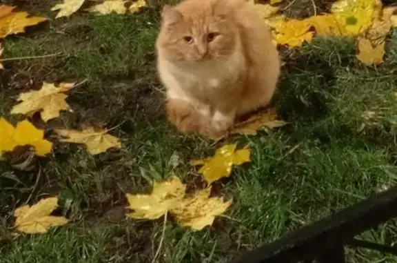 Кошка найдена: Варшавская 29к2, СПб