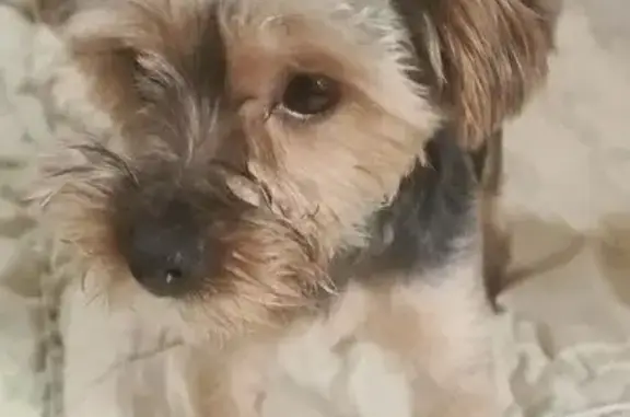 Найдена собака, Ивановская область, фото: Йорк найден в Иваново, звоните 8-901-031-44-96