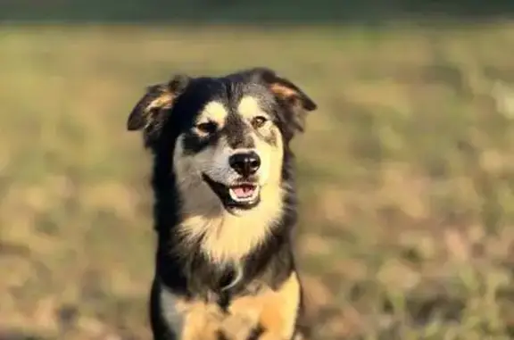 Пропала собака в с. Доброе, Крым